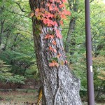 2017-10-12 photo 001