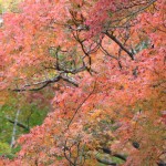 IMG_9784
